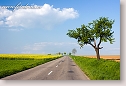 Road in spring landscape