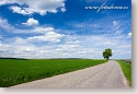 Spring landscape with road