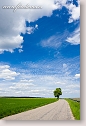 Spring landscape with road