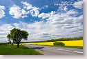 Road in spring landscape