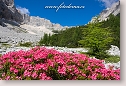 Rhododendrons