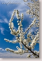 Flowering tree