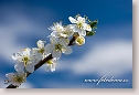 Flowering tree