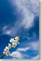 Twig of abloom tree