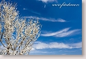 Abloom tree