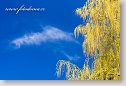 Salix and sky