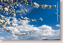 Flowering cherry-tree