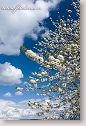 Flowering cherry-tree