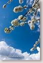Flowering cherry-tree