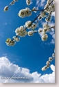 Flowering cherry-tree