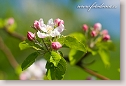 Apple flowers