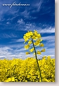 Rape field