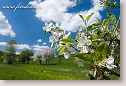 Flowering apple tree