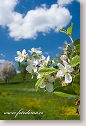 Flowering apple tree