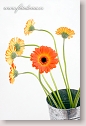 Transvaal daisies