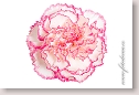 Clove-pink flower