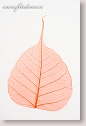 Prepared leaf