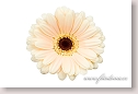 Transvaal daisy