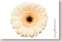 Transvaal daisy