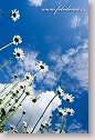 Oxeye Daisies