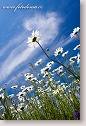 Oxeye daisies