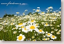 Oxeye daisies