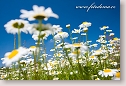 Oxeye daisies