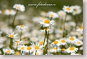 Oxeye daisies