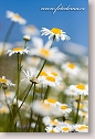 Oxeye daisies