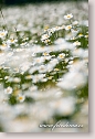 Oxeye daisies