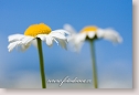 Oxeye daisies