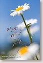 Oxeye Daisies