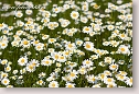 Oxeye daisies