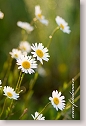 Oxeye daisies