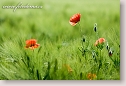 Corn poppies