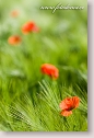 Corn poppies