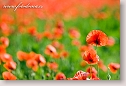 Corn poppies