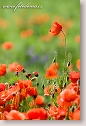 Corn poppies