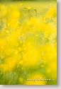Buttercup flowers