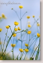 Buttercup flowers