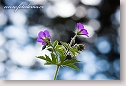 Meadow Geranium