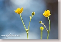 Buttercup flowers