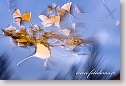 Leaves of Common Ginkgo