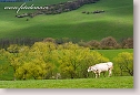 Spring landscape with cow