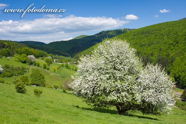 Fotografie jarn krajiny nad obc Sidonie, CHKO Bl Karpaty