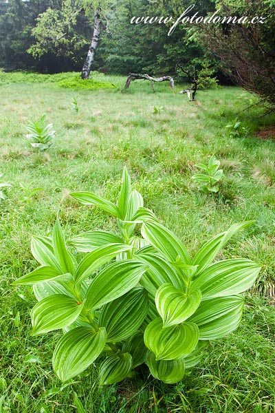 Fotografie Kchavice bl (Veratrum album), Rchory, prodn pamtka, Krkonosk nrodn park, esk republika