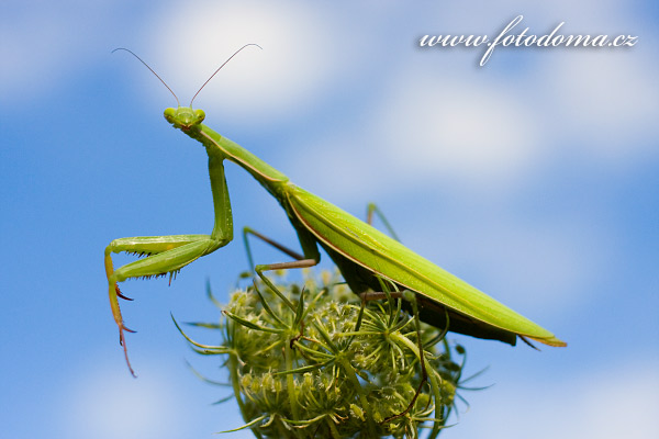 Fotografie Kudlanka nbon (Mantis religiosa, Gryllus religiosa)