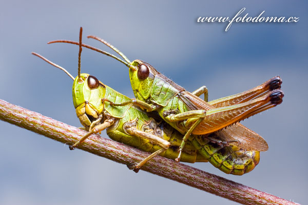 Fotografie Saranata (Chorthippus montanus)