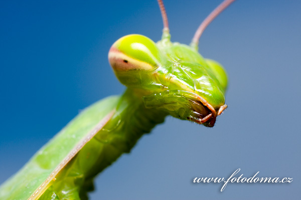 Fotografie Kudlanka nbon (Mantis religiosa, Gryllus religiosa)