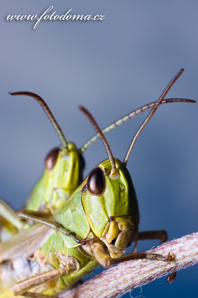 Galerie fotografií zvířat